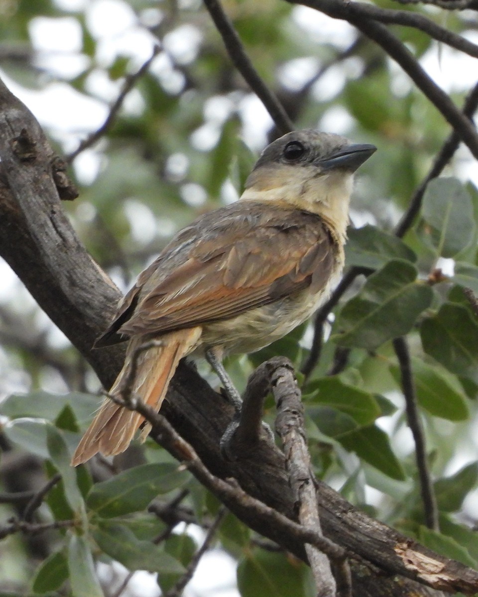 Rose-throated Becard - ML622048111