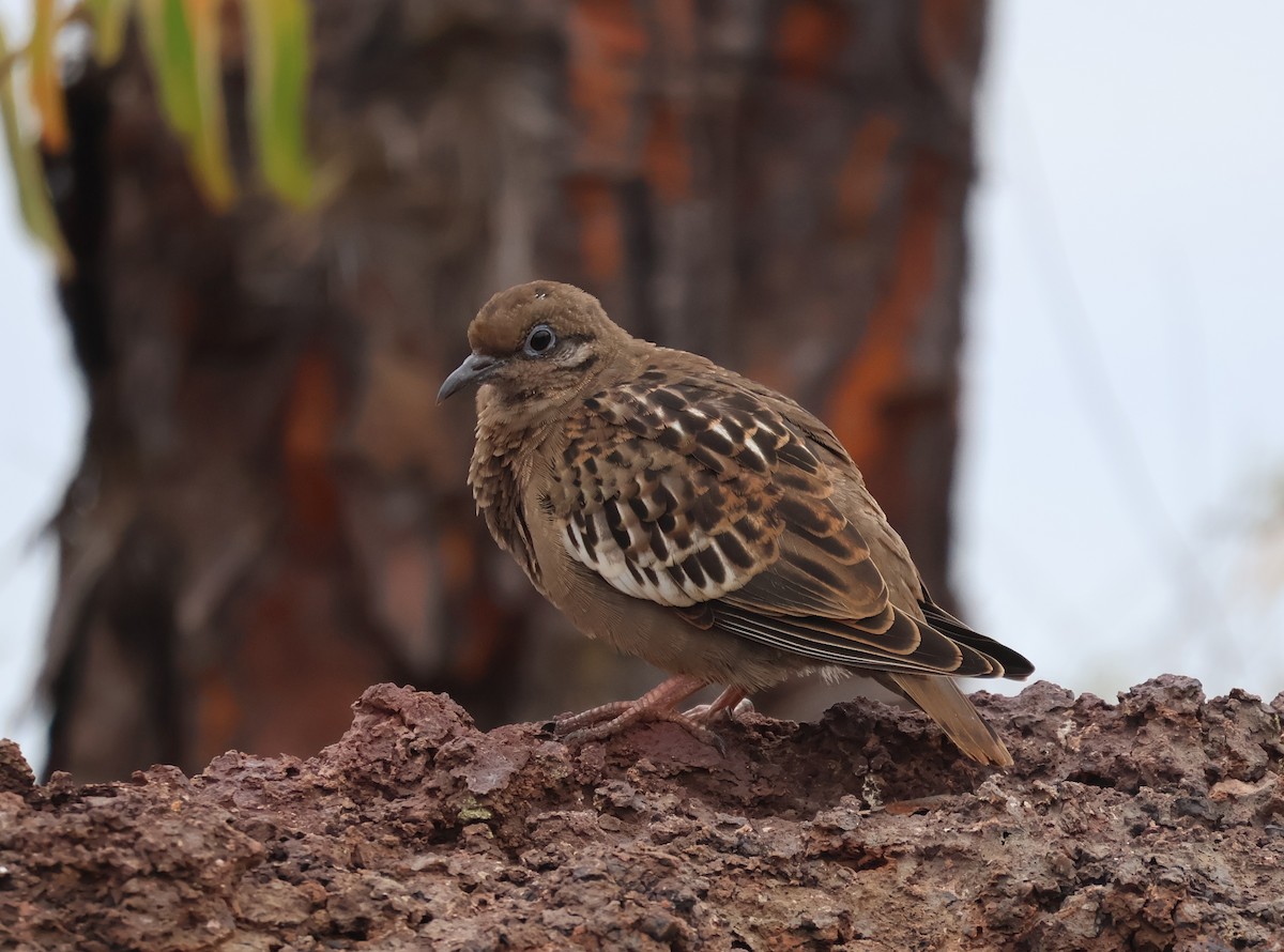 Galapagos Dove - ML622048112