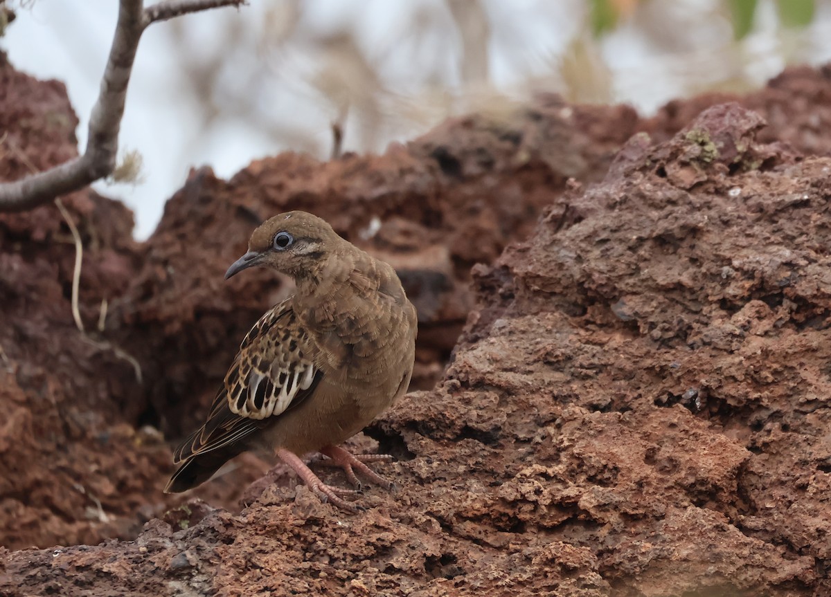 Galapagos Dove - ML622048113