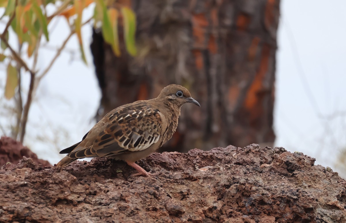 Galapagos Dove - ML622048114