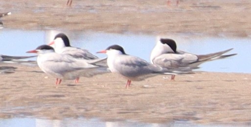 Common Tern - ML622048115