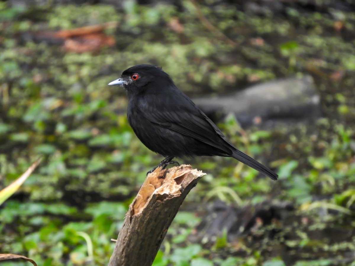 Blue-billed Black-Tyrant - ML622048117