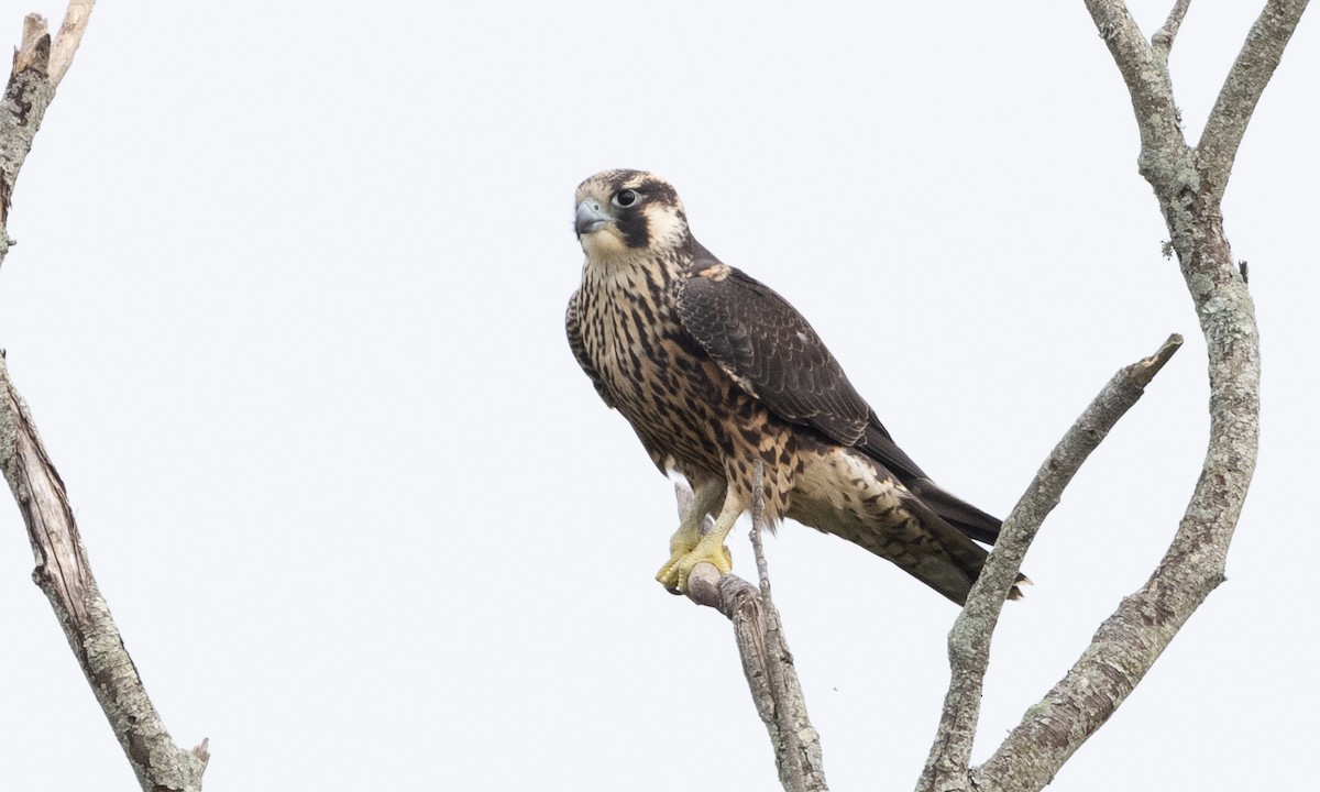 Peregrine Falcon - ML622048118