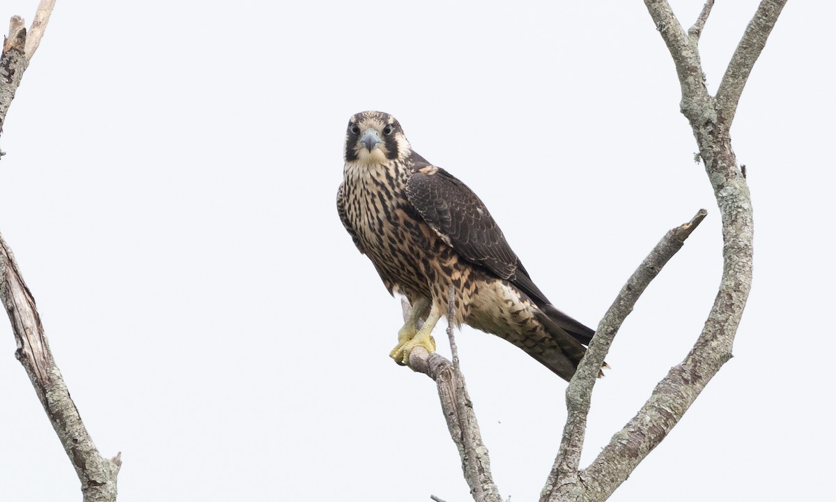 Peregrine Falcon - ML622048119