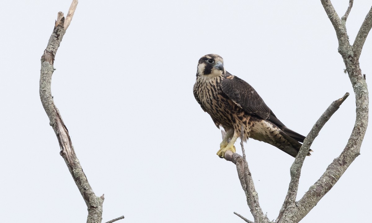 Peregrine Falcon - ML622048120