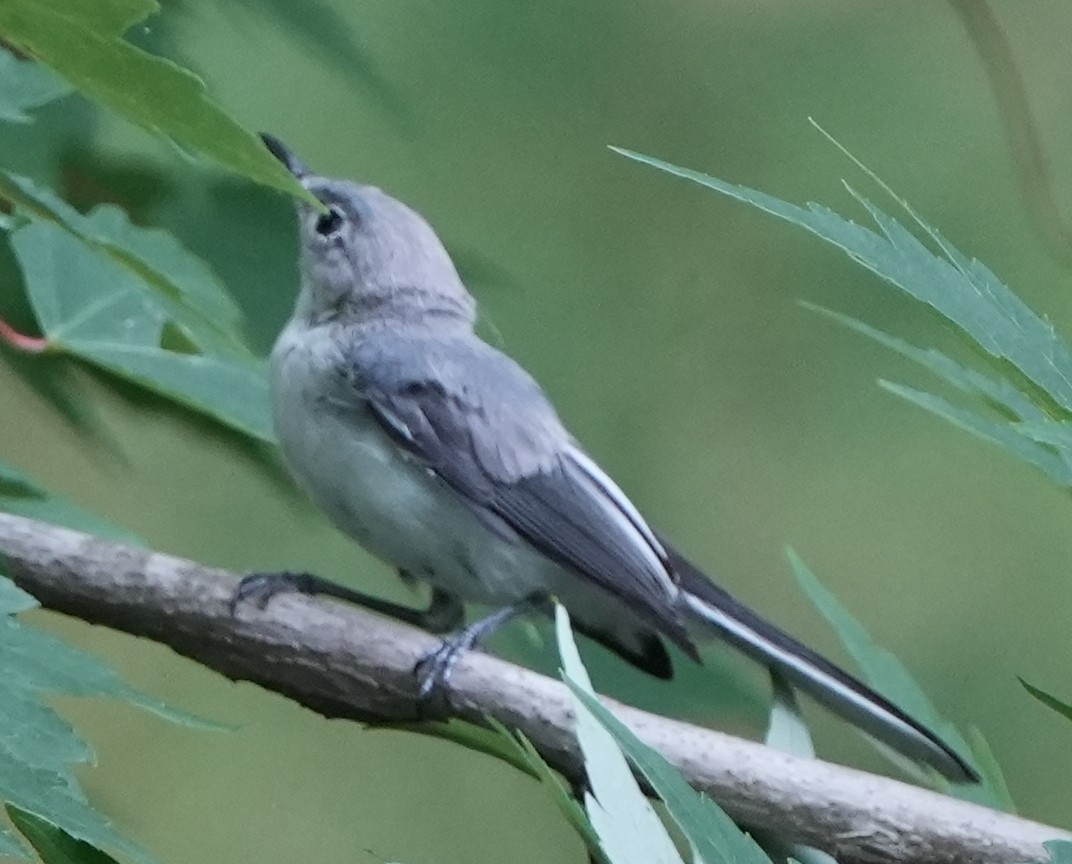 Blue-gray Gnatcatcher - ML622048122