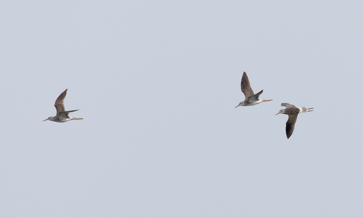 Lesser Yellowlegs - ML622048126