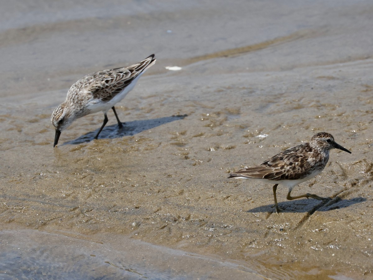 Sandstrandläufer - ML622048133