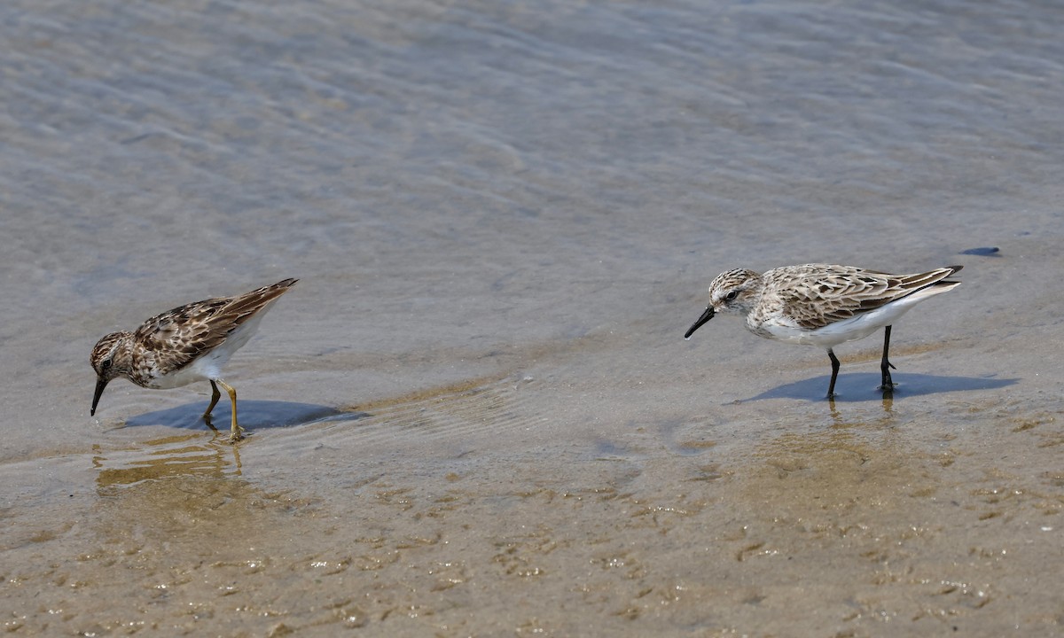 Sandstrandläufer - ML622048134