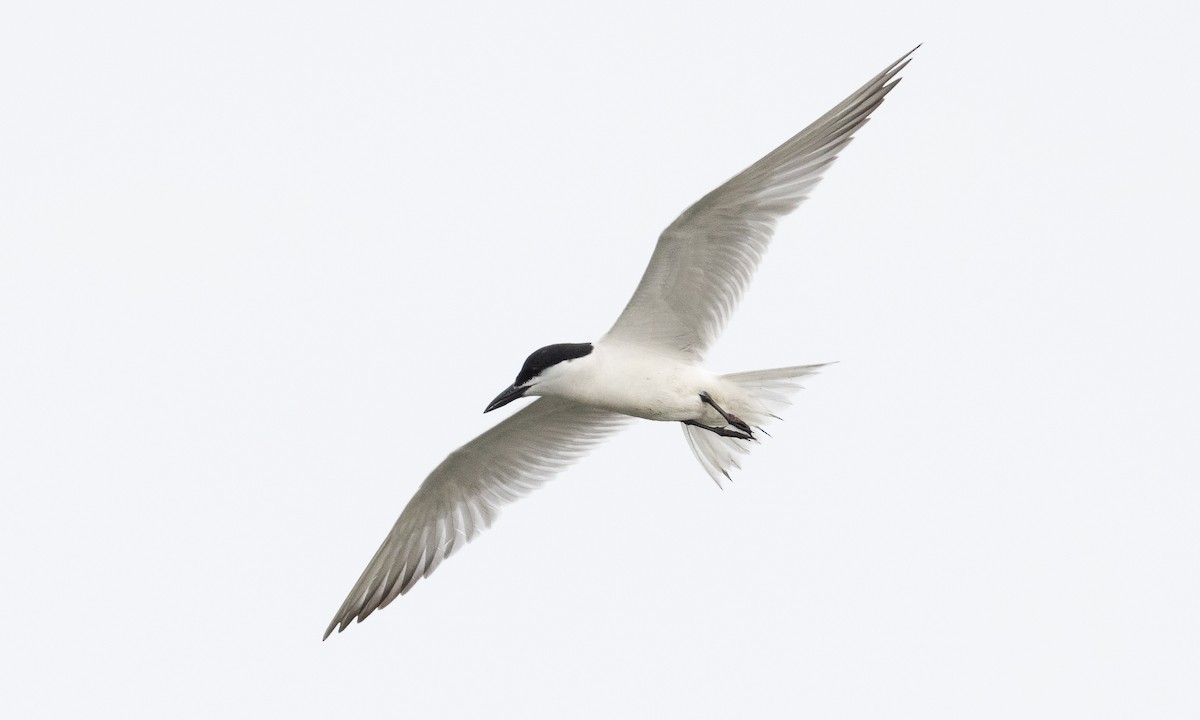 Gull-billed Tern - Brian Sullivan