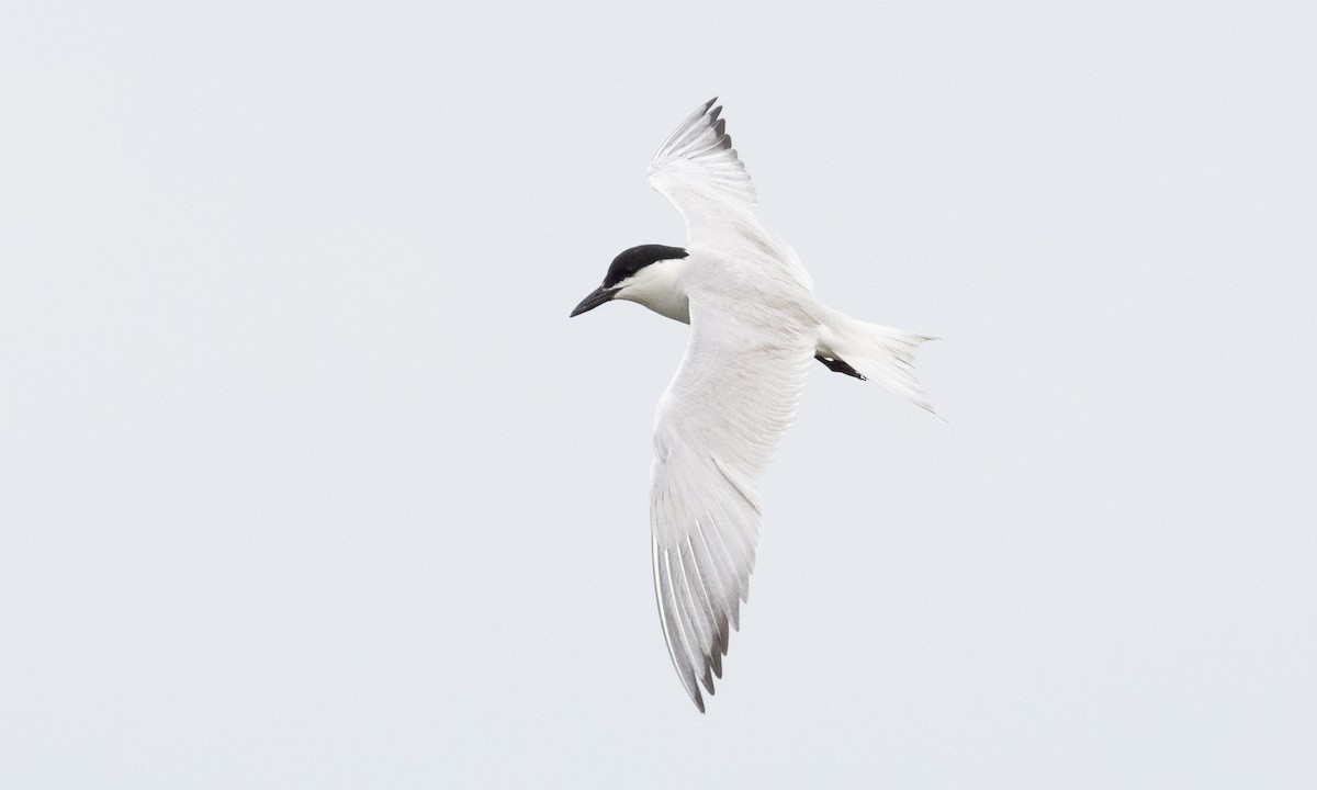 Gull-billed Tern - Brian Sullivan