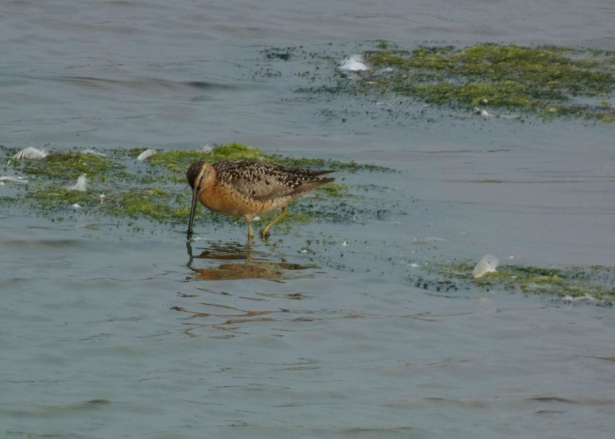 Short-billed Dowitcher - David Assmann