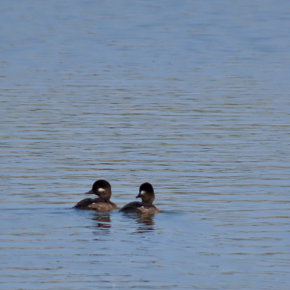 Bufflehead - Jocelyn K