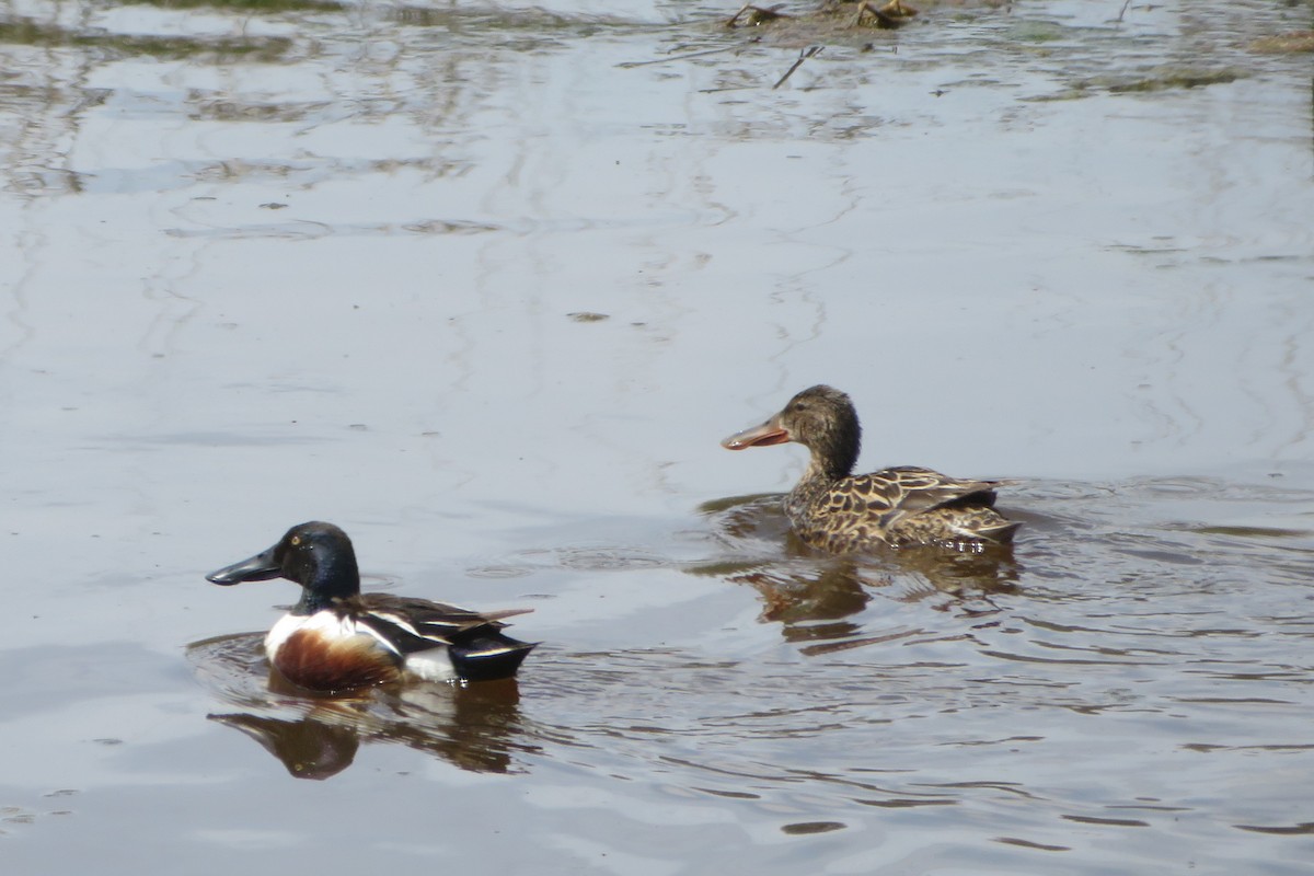 Northern Shoveler - ML622048166