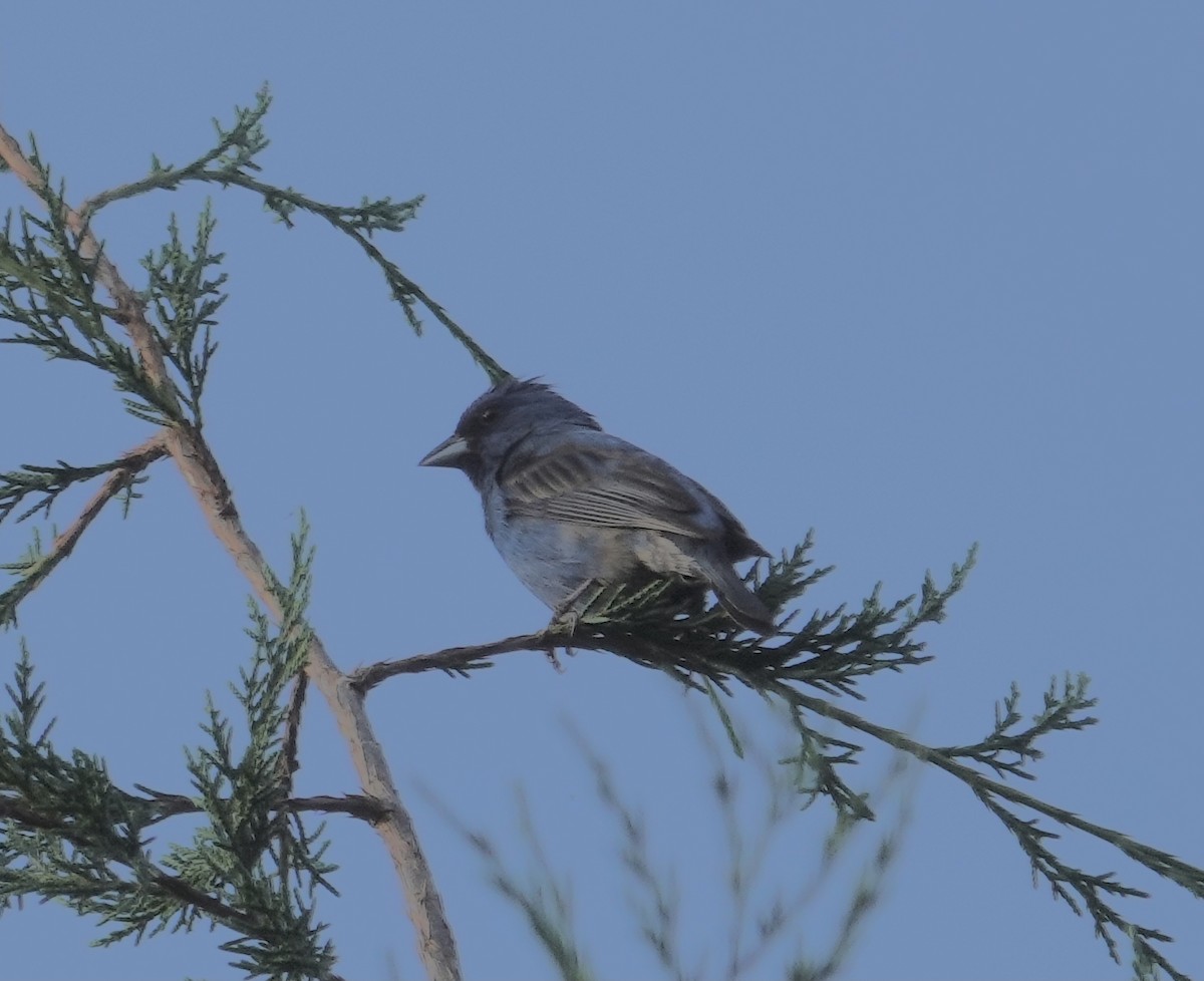 Indigo Bunting - Linda Christenson