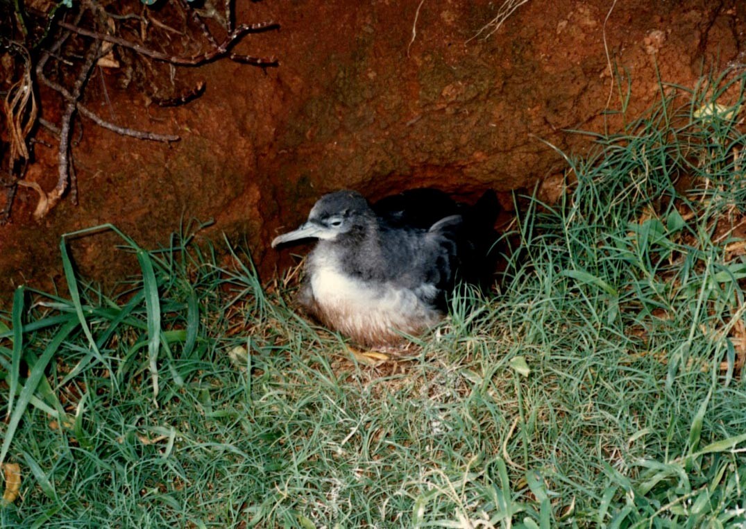 Wedge-tailed Shearwater - ML622048171