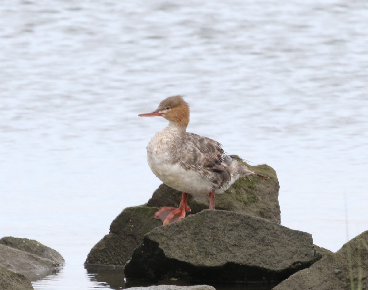 Red-breasted Merganser - ML622048203