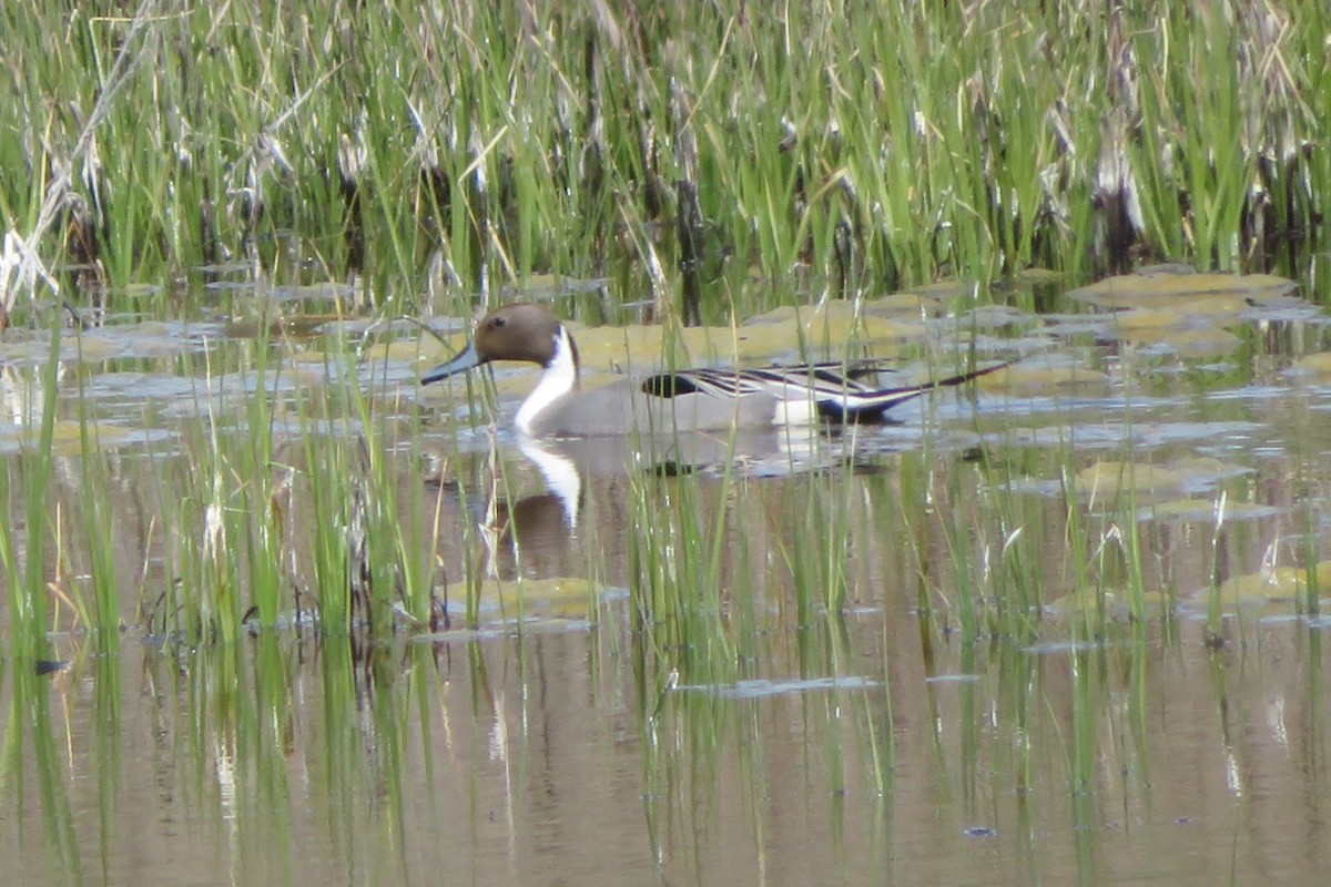 Northern Pintail - ML622048204