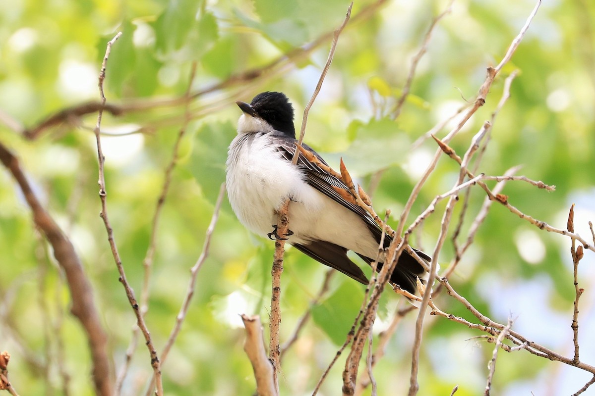 Eastern Kingbird - ML622048210