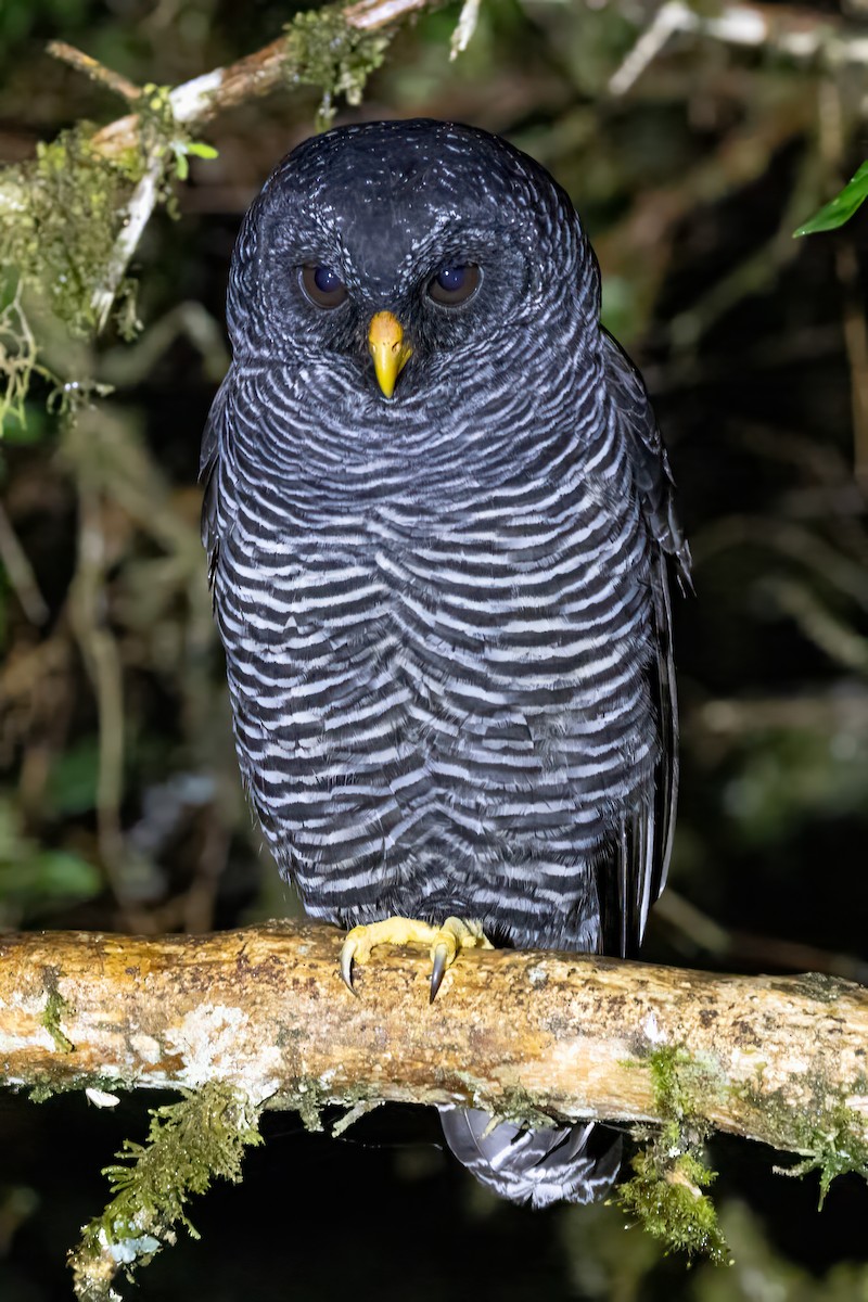 Black-banded Owl (San Isidro) - ML622048226