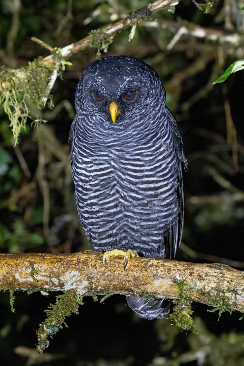 Black-banded Owl (San Isidro) - ML622048227