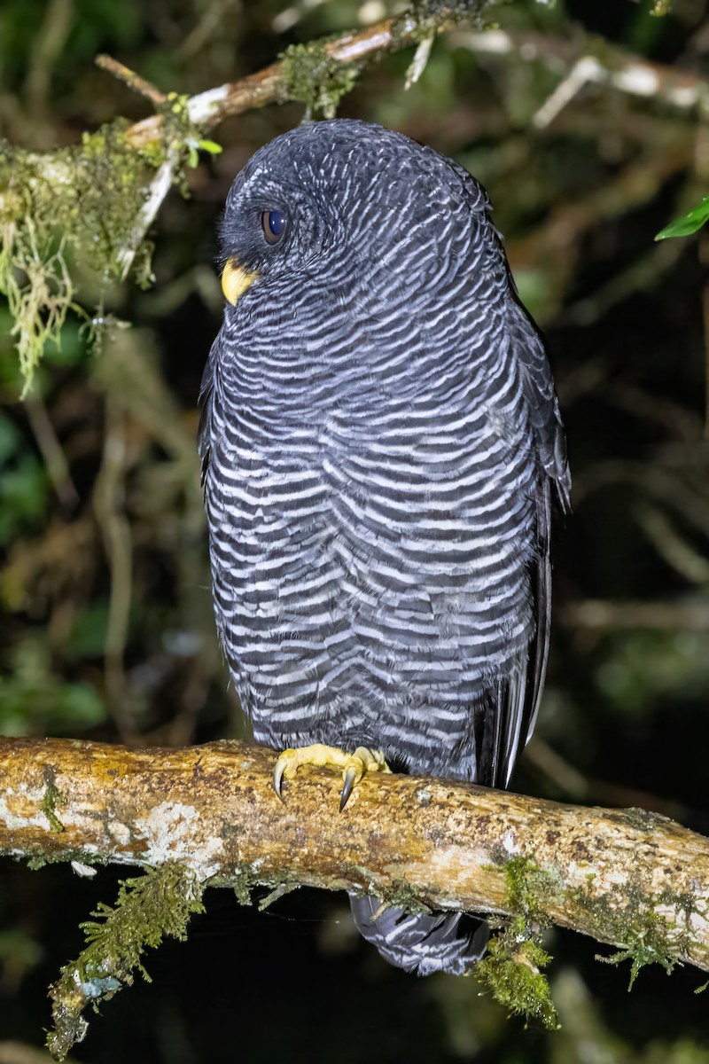 Black-banded Owl (San Isidro) - ML622048228