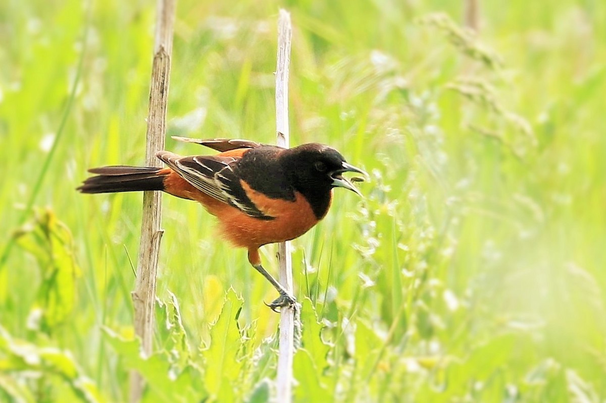 Orchard Oriole - ML622048230