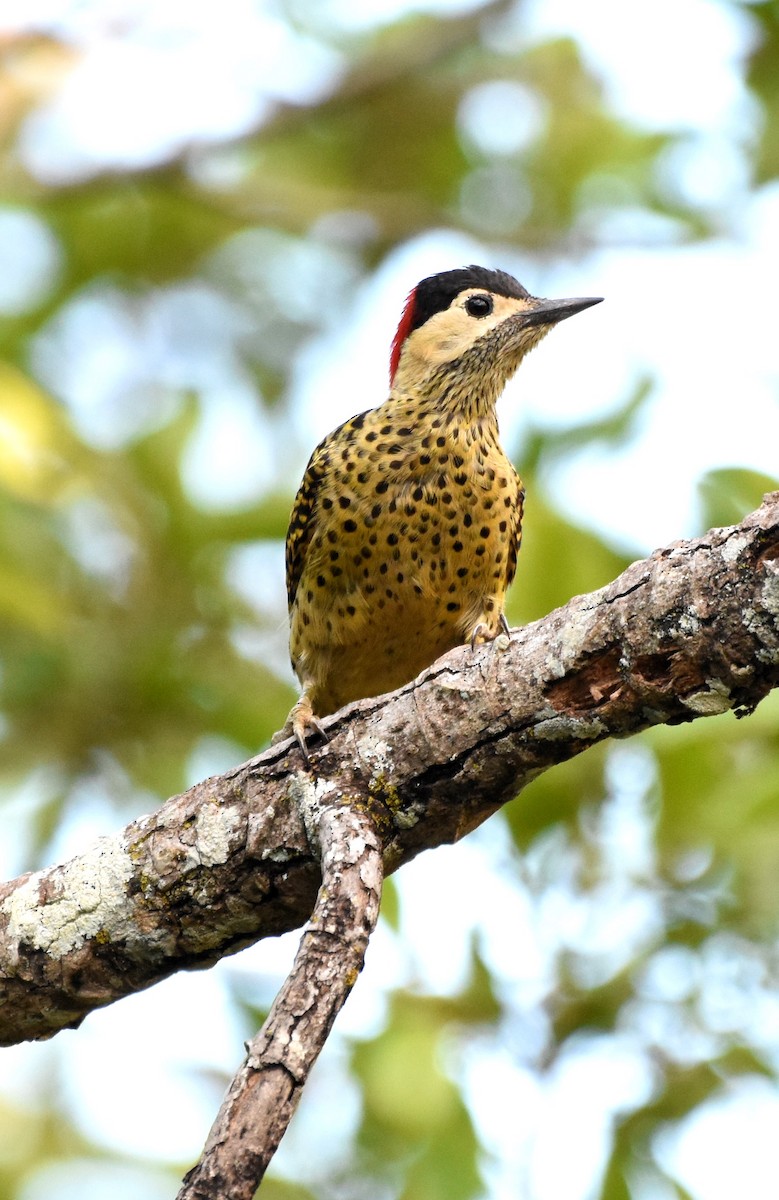 Green-barred Woodpecker - ML622048231