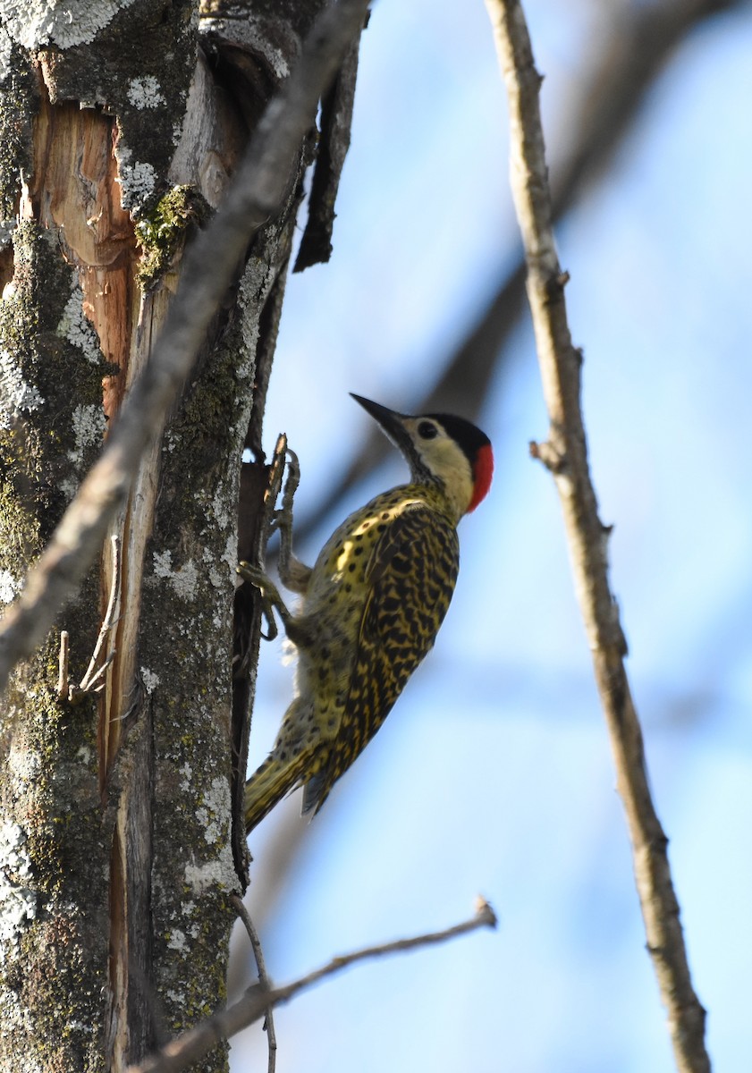 Green-barred Woodpecker - Giusepe Donato