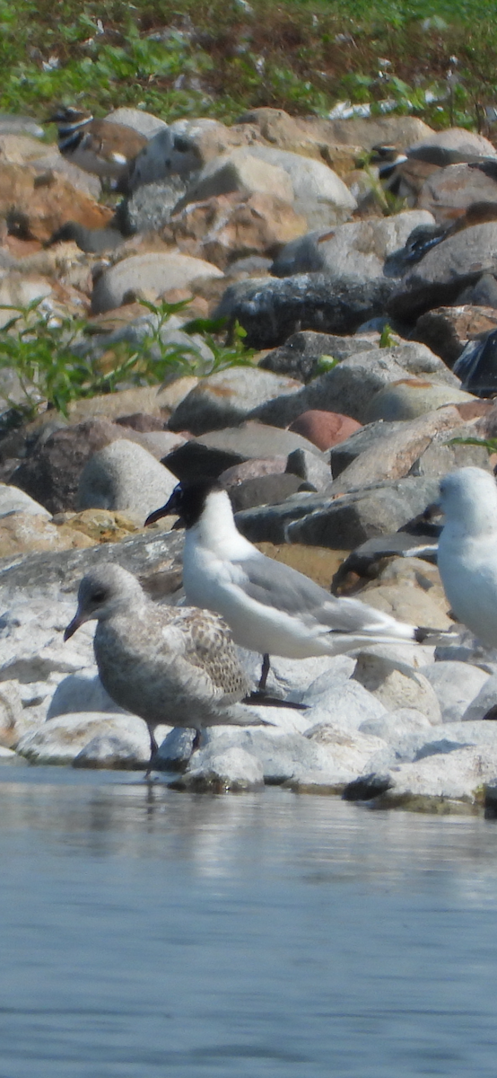 Franklin's Gull - ML622048237