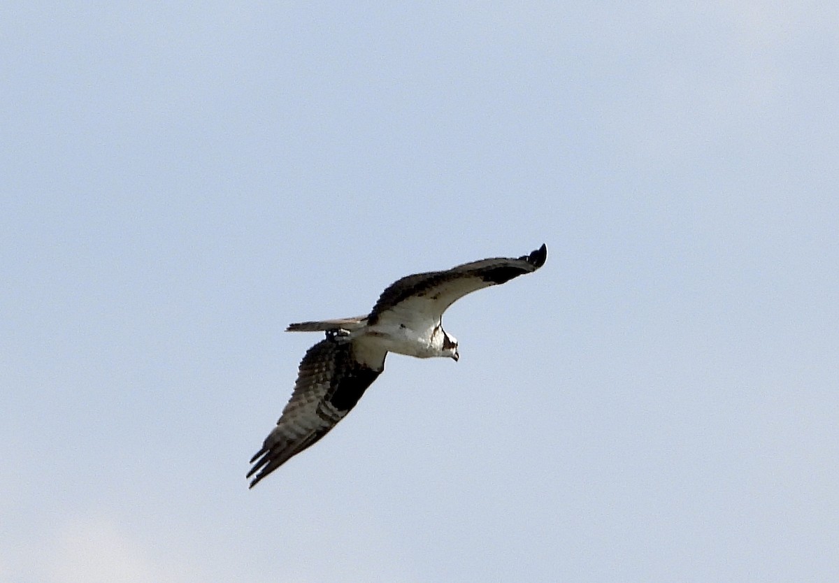 Osprey - Pat Hare