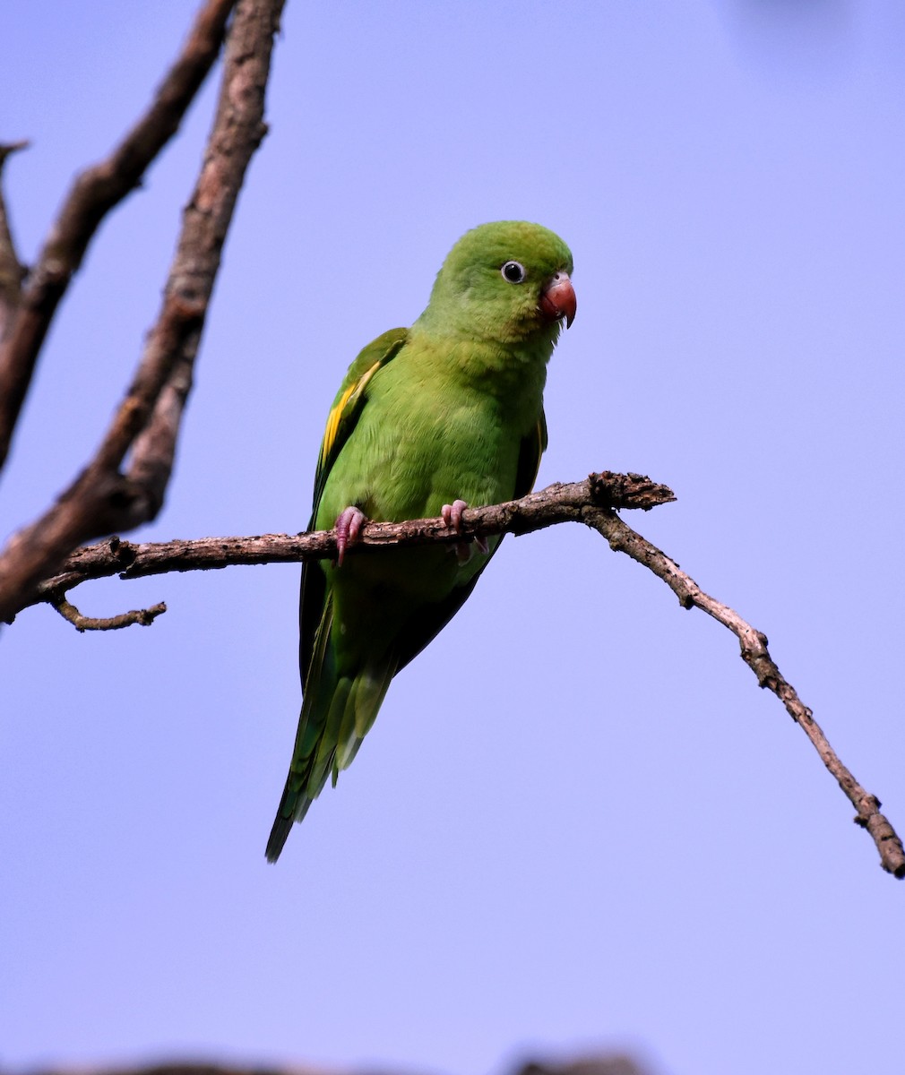 Yellow-chevroned Parakeet - ML622048242