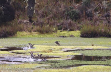 Lesser Yellowlegs - ML622048243