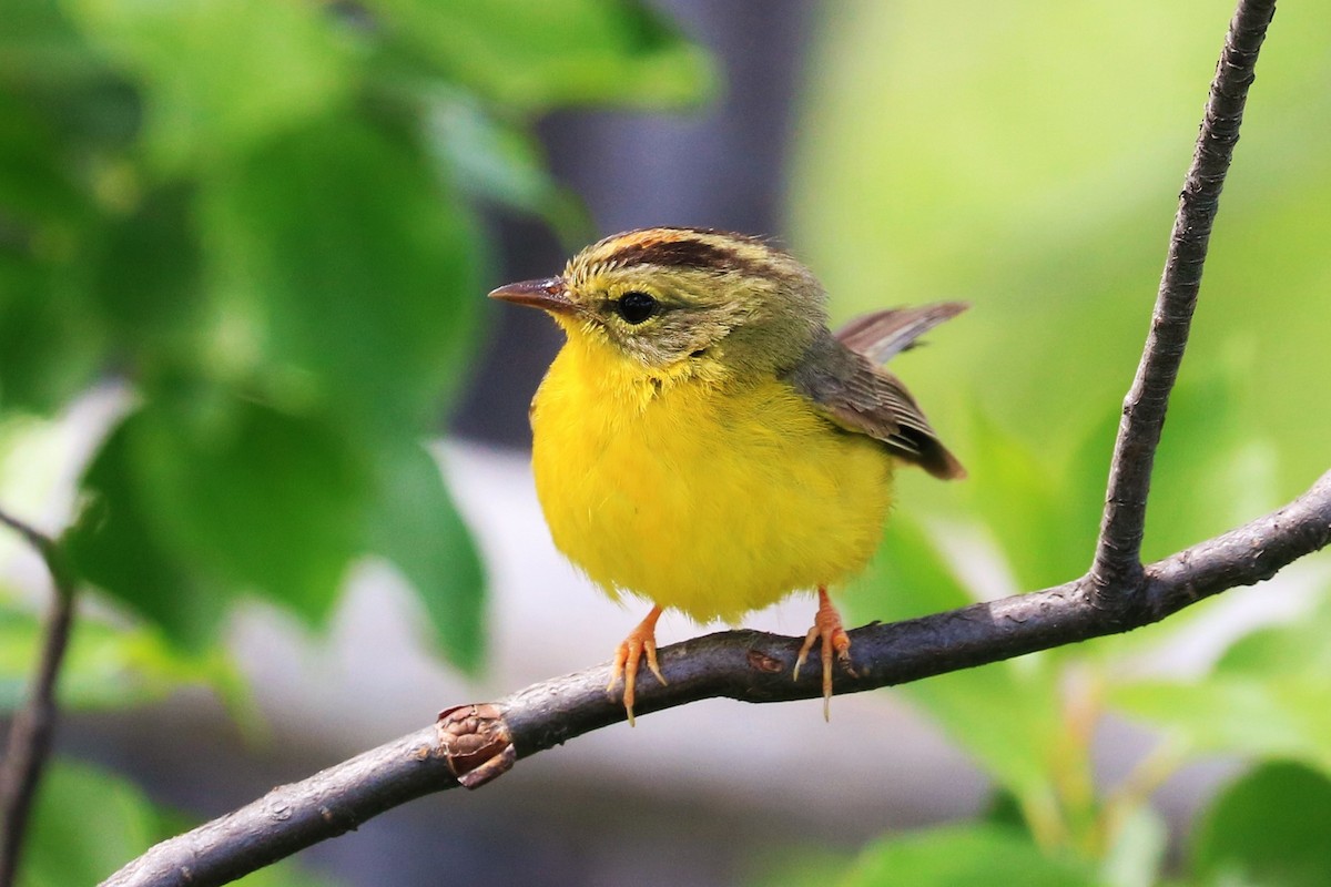 Golden-crowned Warbler - ML622048244