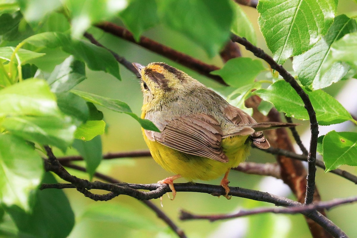 Golden-crowned Warbler - Risë Foster-Bruder