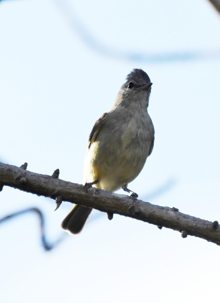 Lesser Elaenia - ML622048247