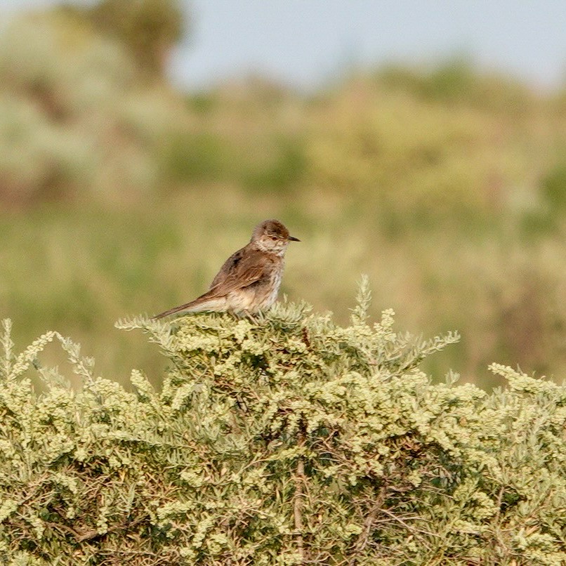 Sage Thrasher - ML622048249