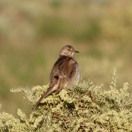 Sage Thrasher - ML622048250