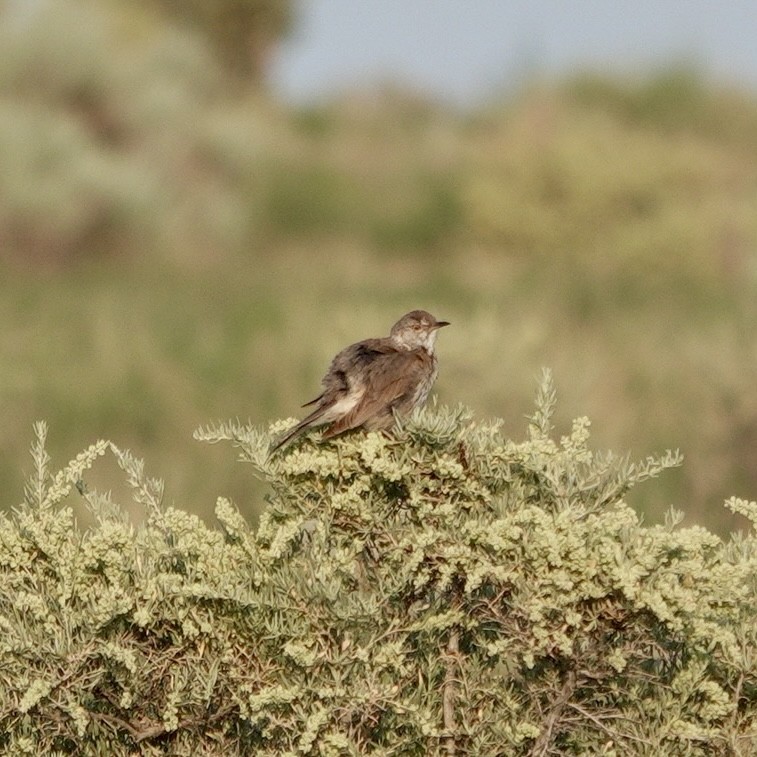 Sage Thrasher - ML622048251