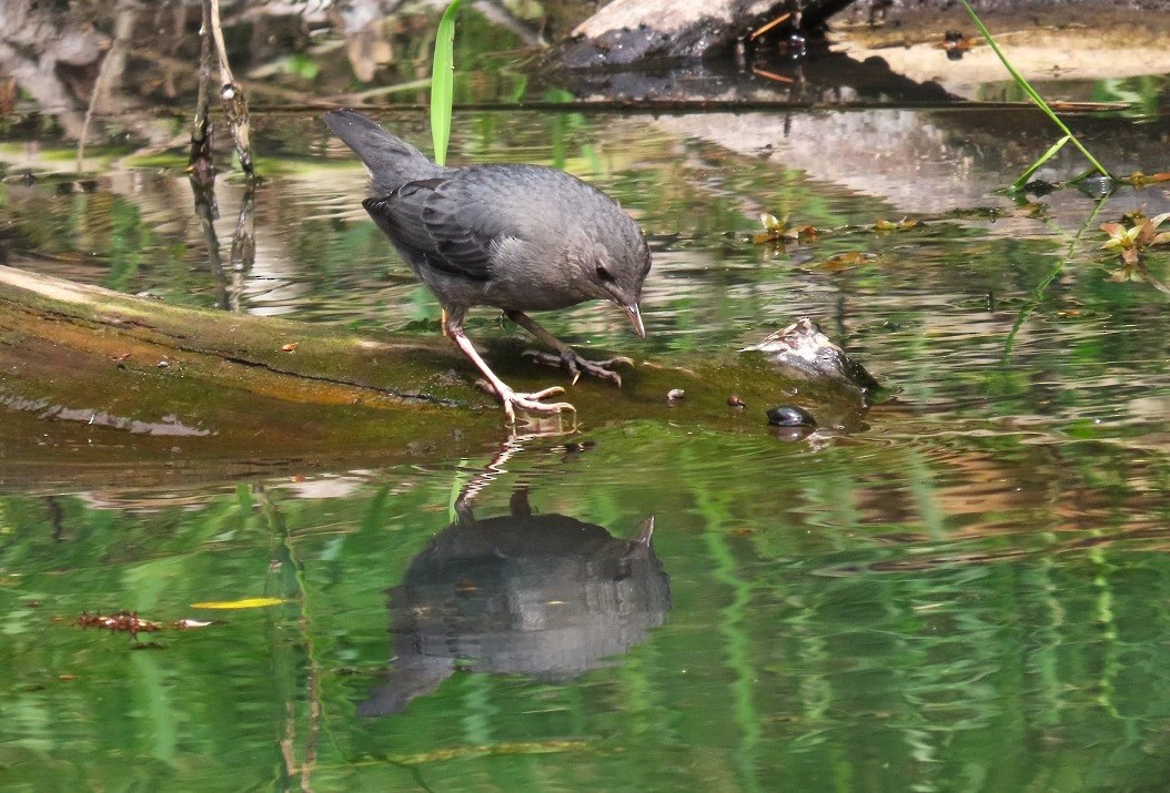 American Dipper - ML622048252