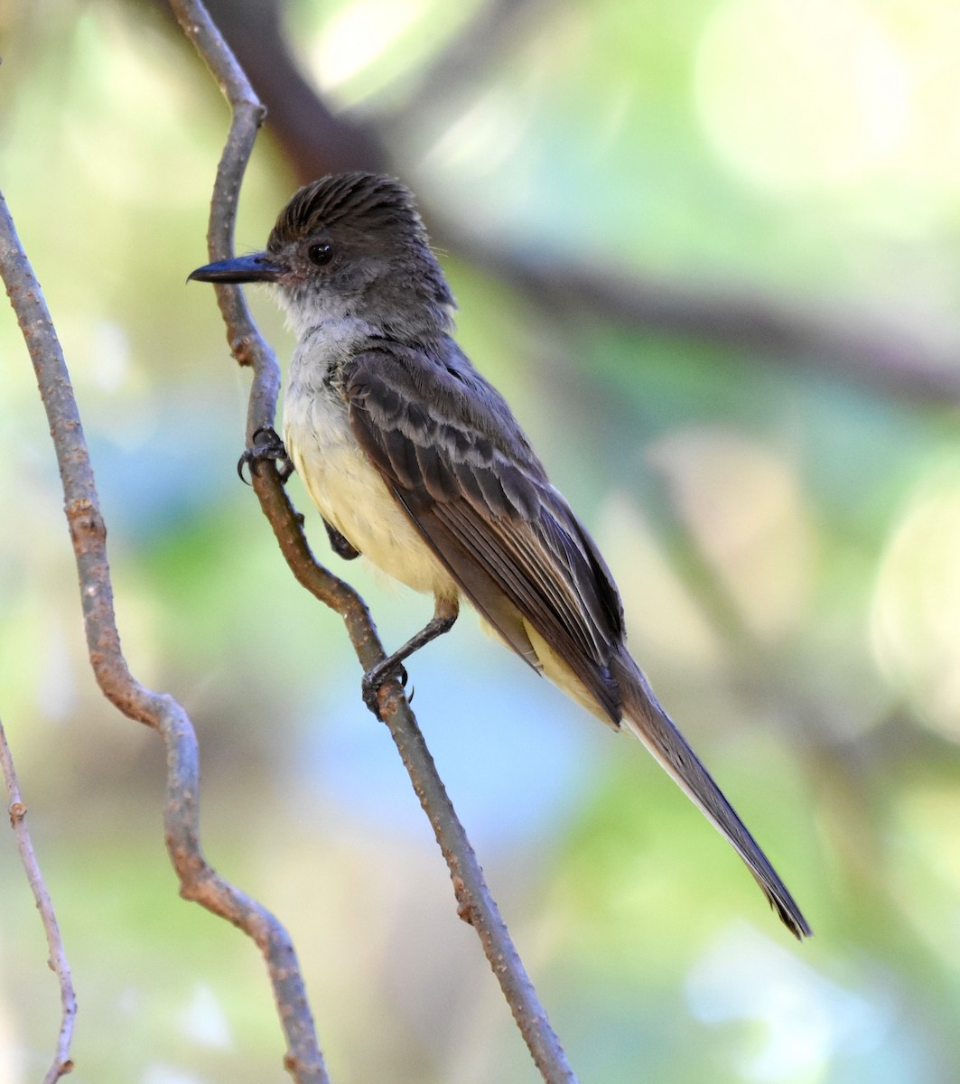 Brown-crested Flycatcher - ML622048256