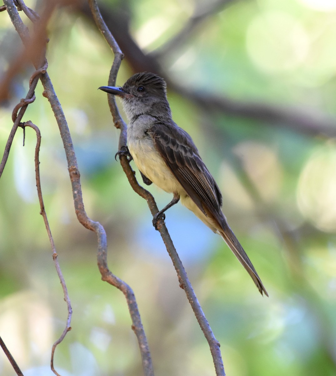 Brown-crested Flycatcher - Giusepe Donato