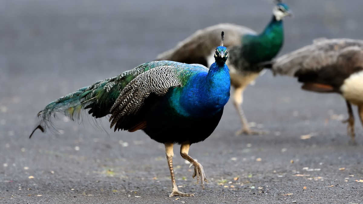 Indian Peafowl - ML622048258