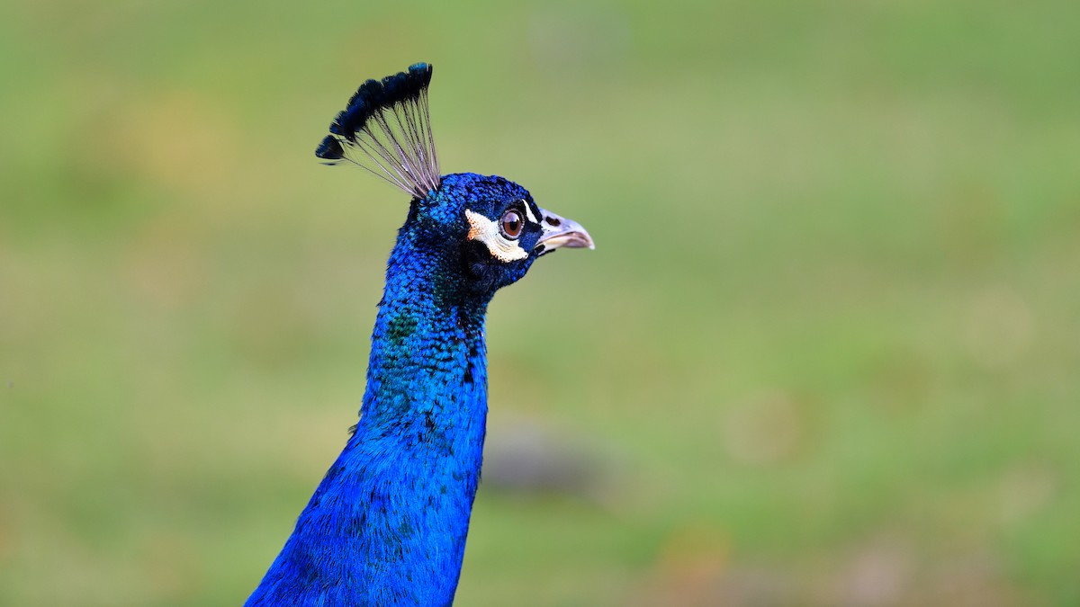 Indian Peafowl - ML622048259