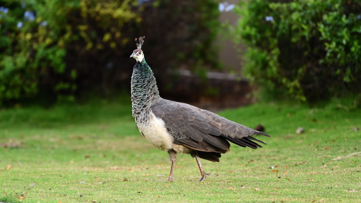 Indian Peafowl - ML622048260