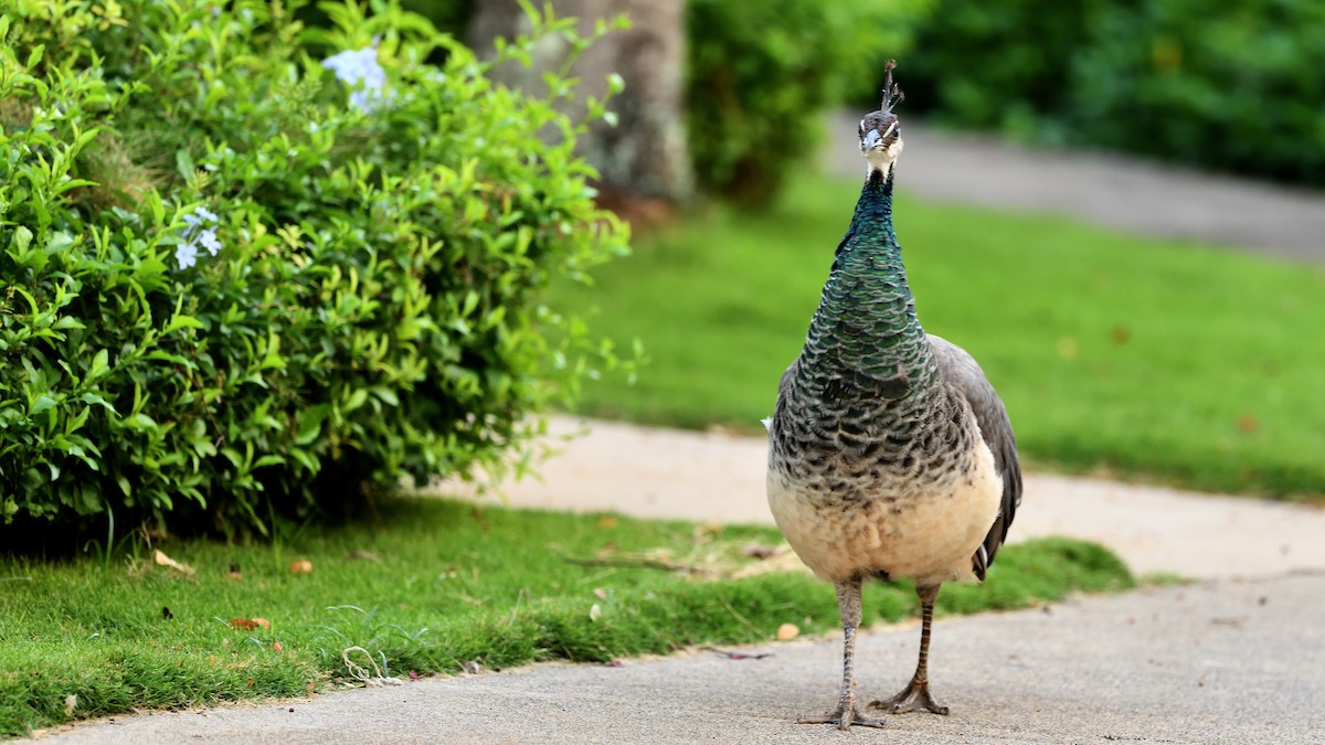 Indian Peafowl - Soren Bentzen