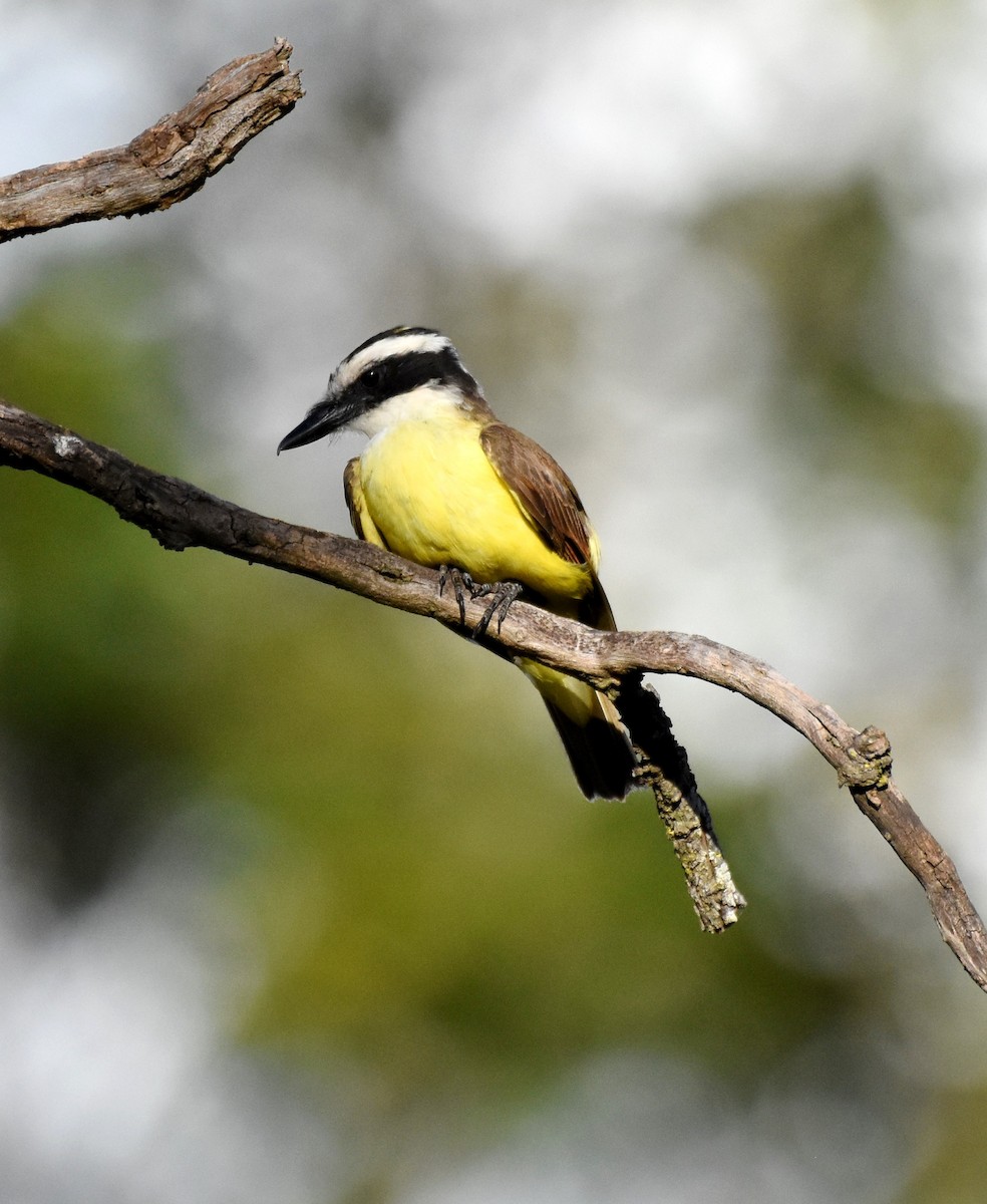 Great Kiskadee - ML622048263