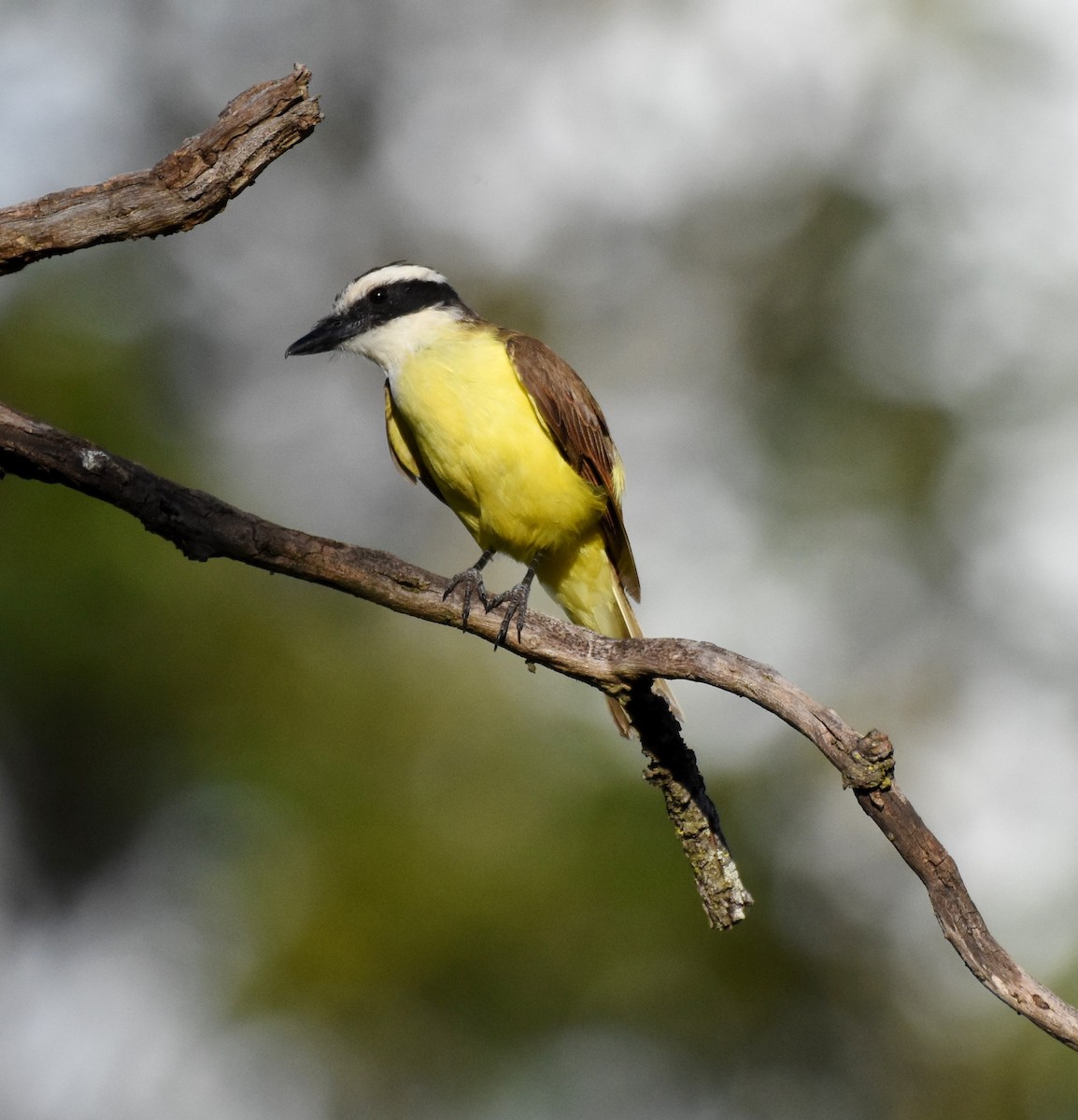 Great Kiskadee - ML622048264