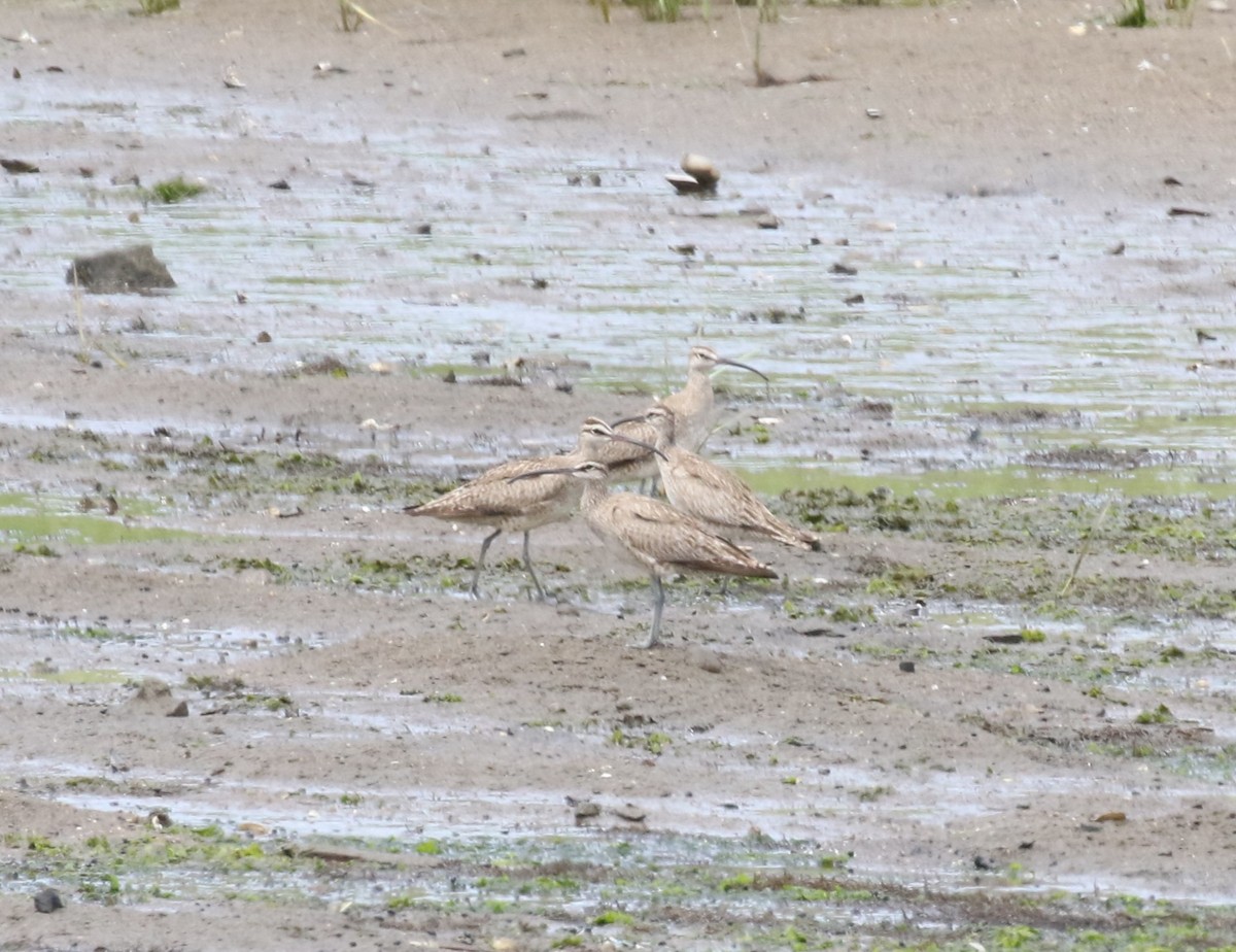 Regenbrachvogel - ML622048265