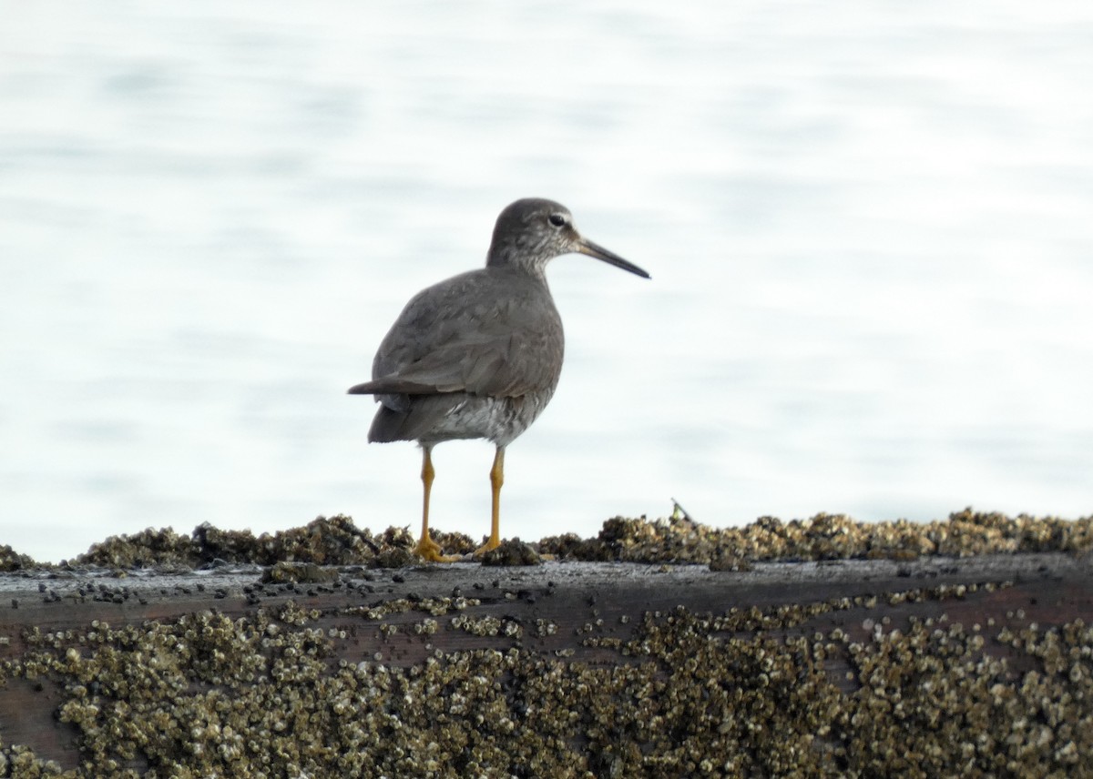 Wandering Tattler - ML622048309